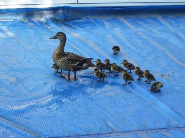 Solar blanket does not prevent ducks