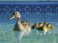 Ducks in pool